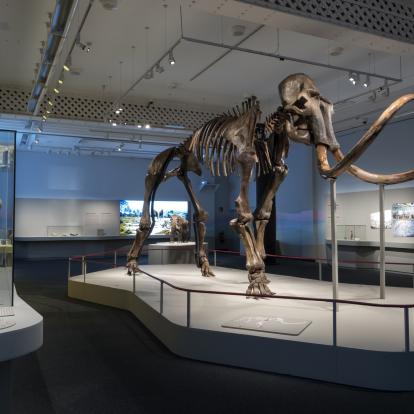 Mamut. El gegant de l’edat de gel
