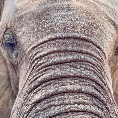 El apasionante documental sobre la reserva de fauna salvaje más grande del mundo llega a CaixaForum+