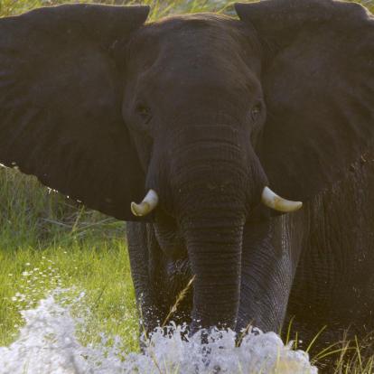 Angola, la foca monje y Suncine, protagonistas de junio en CaixaForum+
