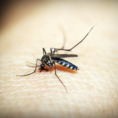 ¿Por qué los virus no matan a los mosquitos que los transmiten?