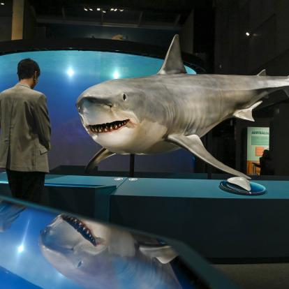 Conèixer per protegir: CosmoCaixa es capbussa en l’extraordinària importància dels taurons per als oceans
