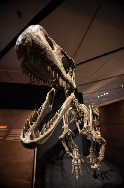 Detalle de la dentadura del «Tyrannotitan chubutensis».