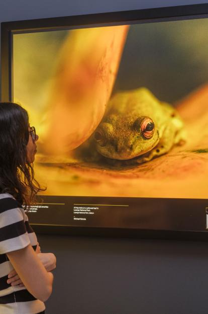 Una visitante observa una fotografía de Michael Nichols en la muestra de National Geographic en CaixaForum Sevilla