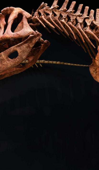 Réplica de «Tyrannotitan chubutensis» expuesto en Dinosaurios de la Patagonia.