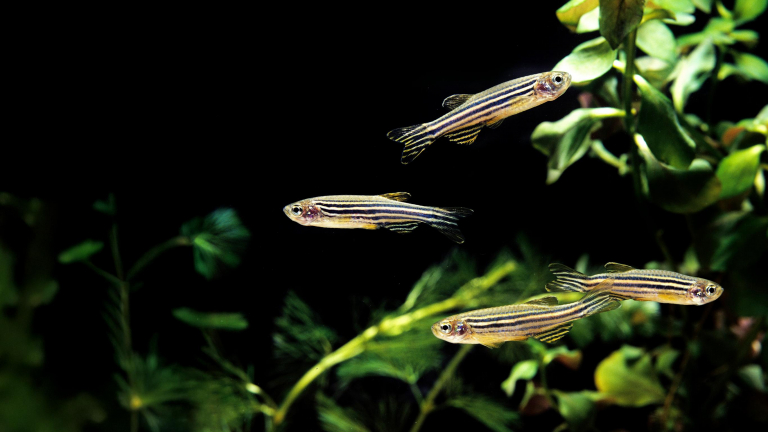 Underwater view of zebrafish.