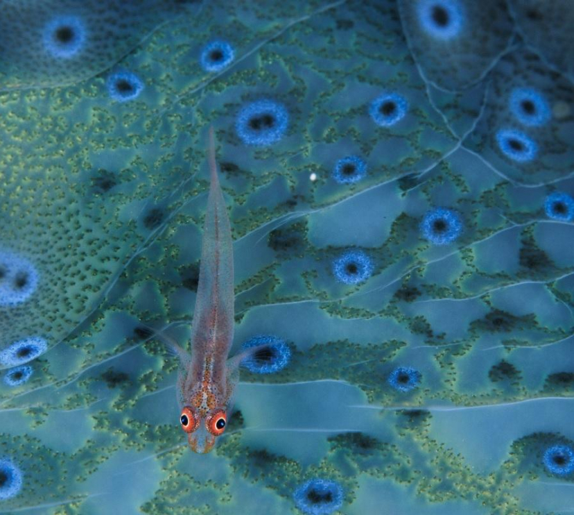 En un arrecife de coral cerca de la badia de Milne, en Papua Nueva Guinea, un gobi encuentra comida y refugio en el manto de una almeja gigante. © David Doubilet / National Geographic.