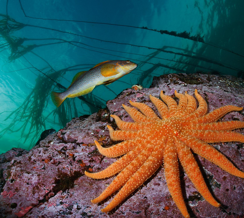 Un bacallà llarg passa nadant prop d’una estrella de mar girasol de 19 braços. Whiskey Point, isla de Quadra, Columbia Britànica, Canadà. 
