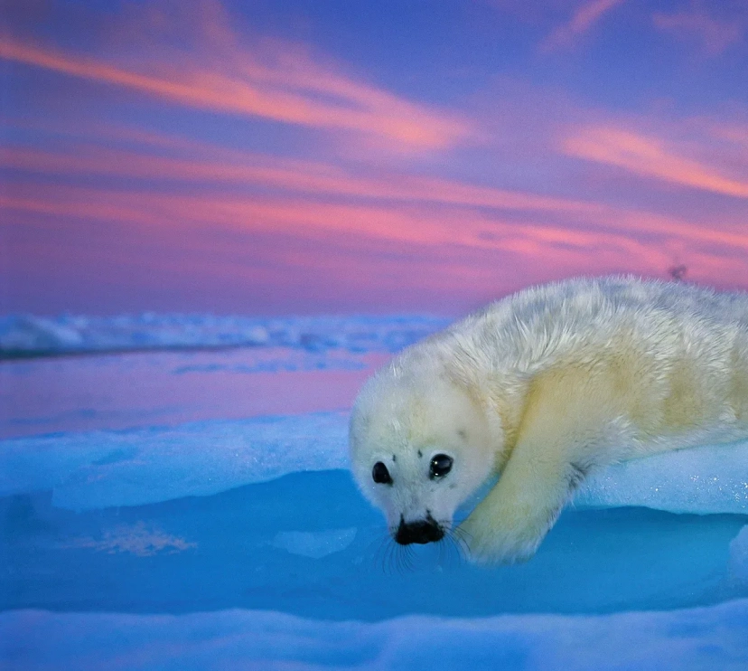 Una foca de Groenlandia de pelaje blanco descansa sobre el hielo bajo el cielo crepuscular. Golfo de San Lorenzo, Canadá. 