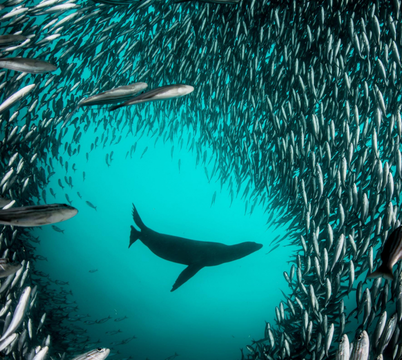 León marino de las Galápagos. Isla Isabela (islas Galápagos). 