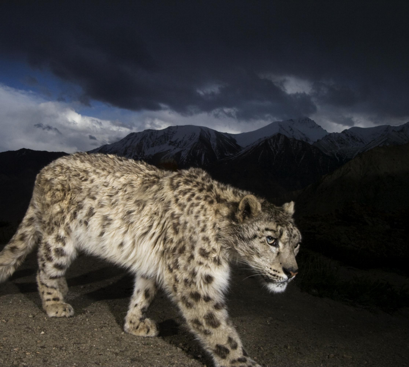 Leopardo de las nieves. Parque Nacional de Hemis, Ladakh, India.