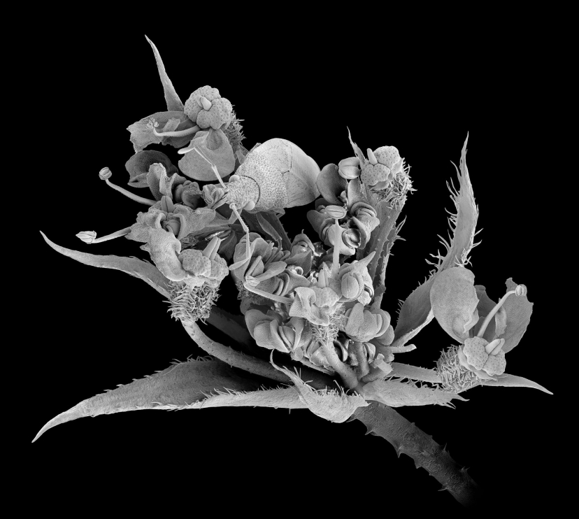 Flor sobre la que está posado un gorgojo de hábitos herbívoros.