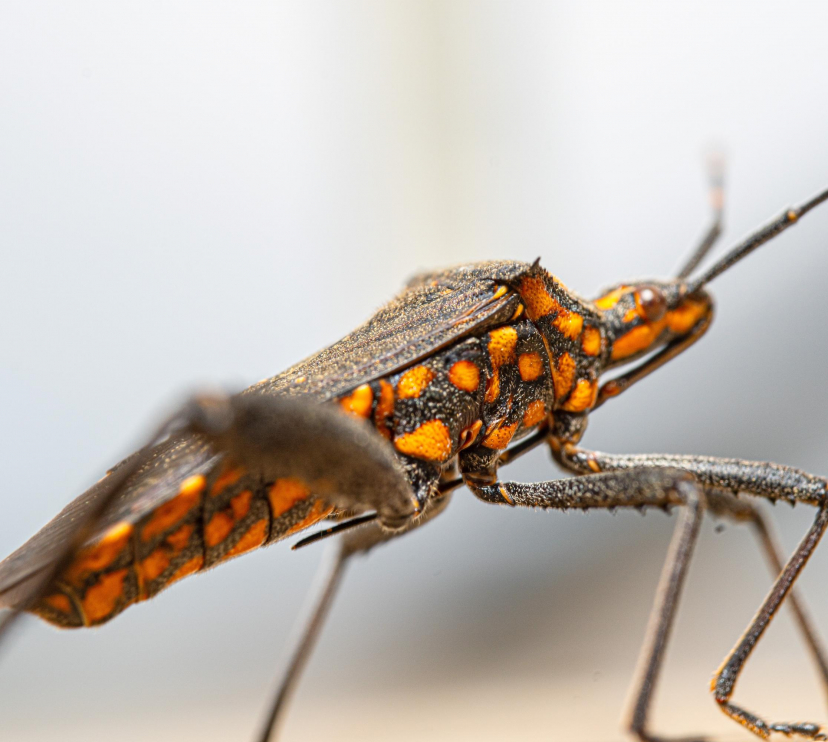 El parásito Trypanosoma cruzi causa la enfermedad de chagas