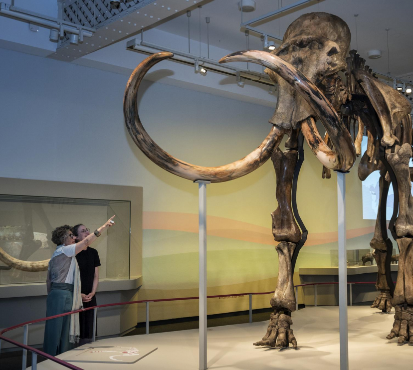 Vista frontal del fòssil de mamut siberià, peça principal de l'exposició.