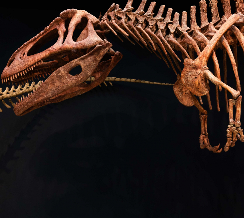 Rèplica de «Tyrannotitan chubutensis» exposat a Dinosaures de la Patagònia. 