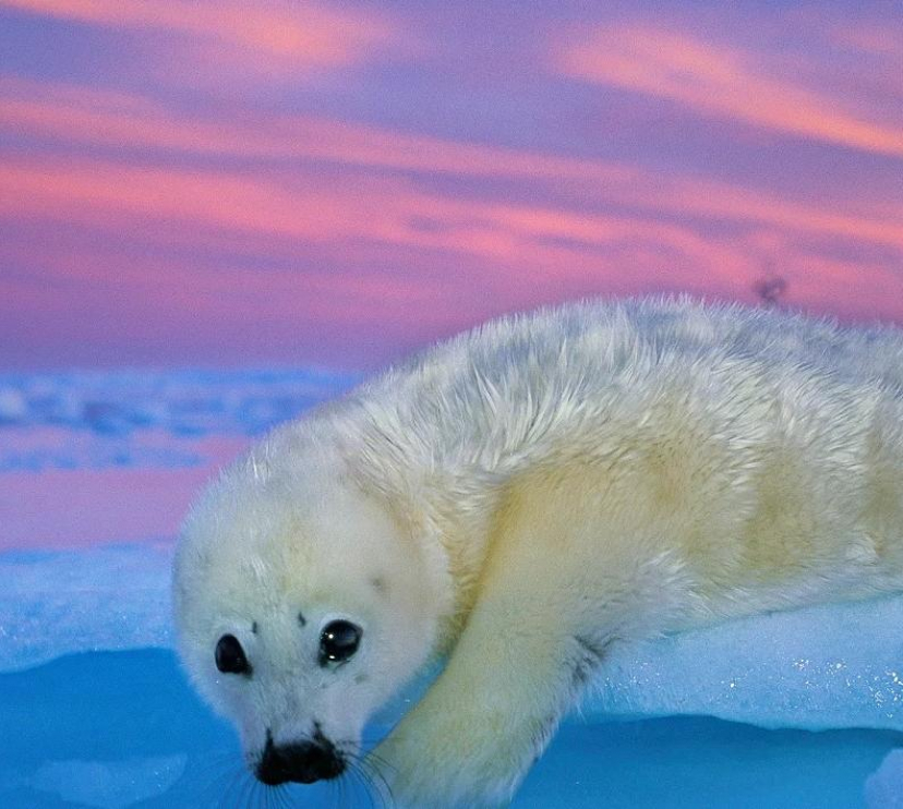 Una foca de Groenlàndia de pelatge blanc descansa sobre el gel sota el cel crepuscular.