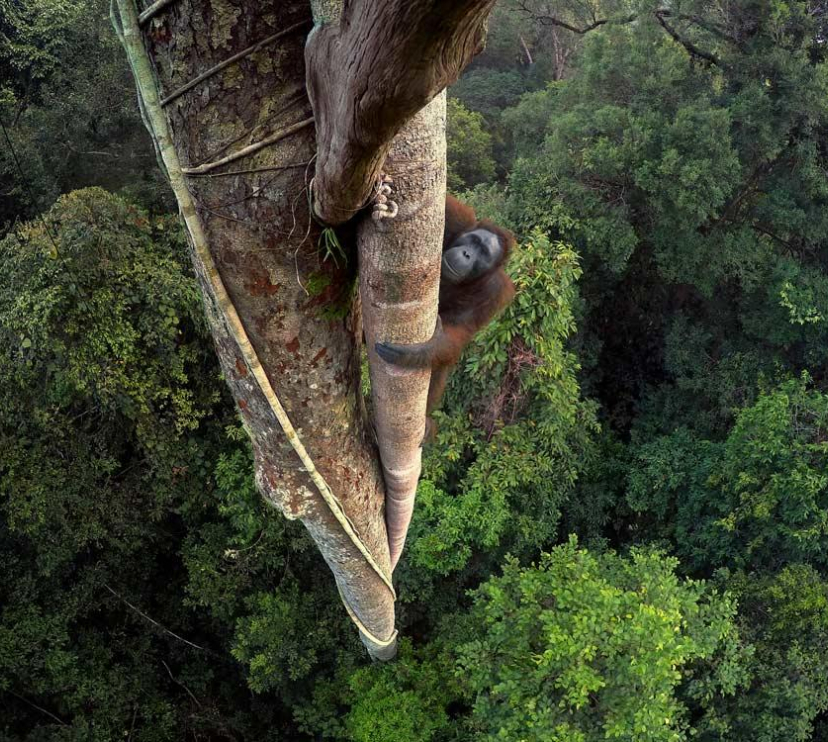 Orangutan de Borneo, Indonesia.