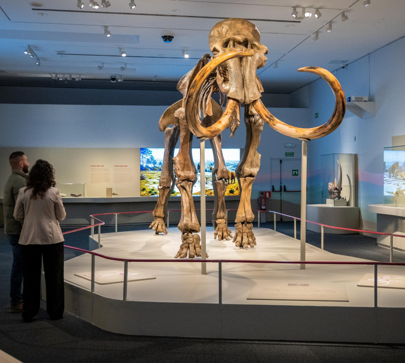 Fossilized skeleton of a Siberian mammoth.