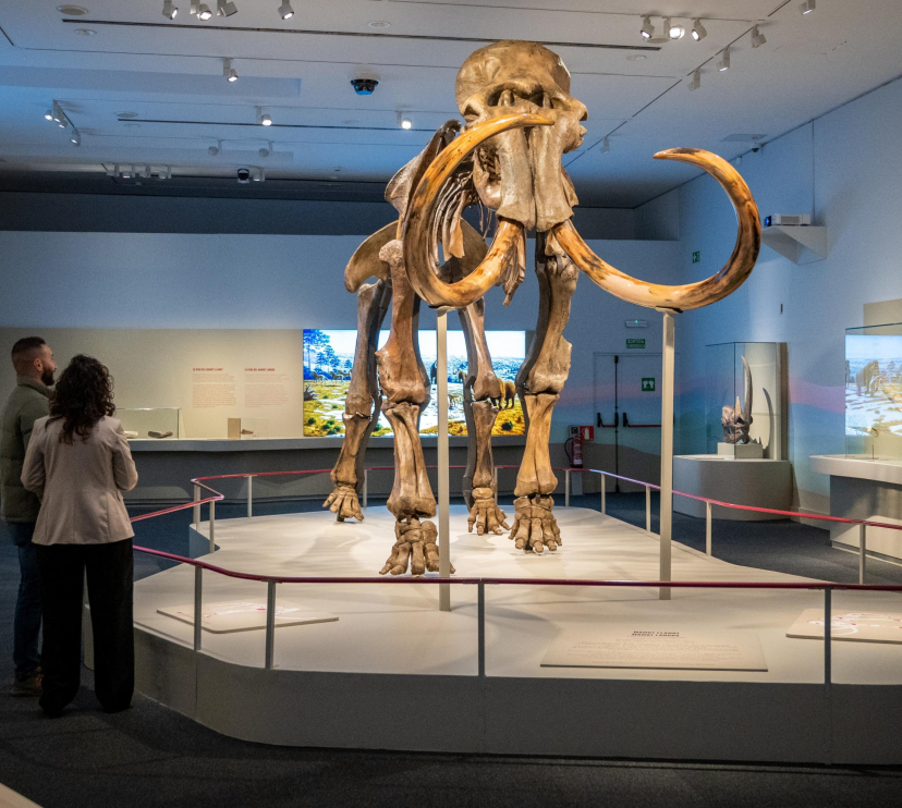 La peça protagonista de l'exposició «Mamut. El gegant de l'edat de gel».