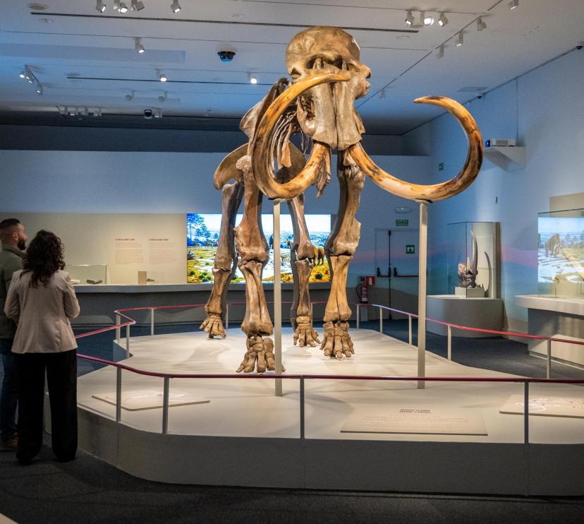 La peça protagonista de l'exposició «Mamut. El gegant de l'edat de gel».