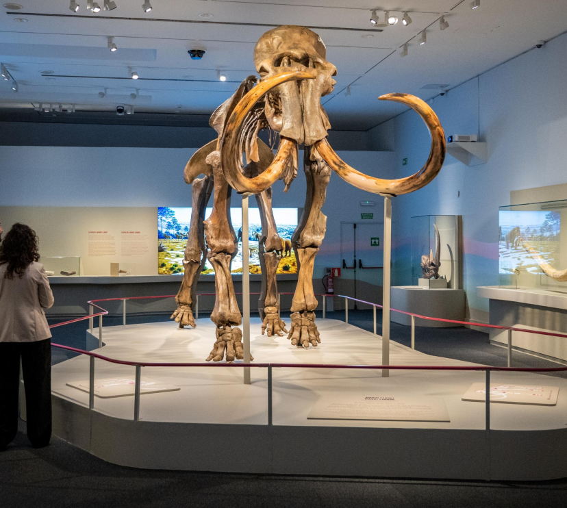 La peça protagonista de l'exposició «Mamut. El gegant de l'edat de gel».