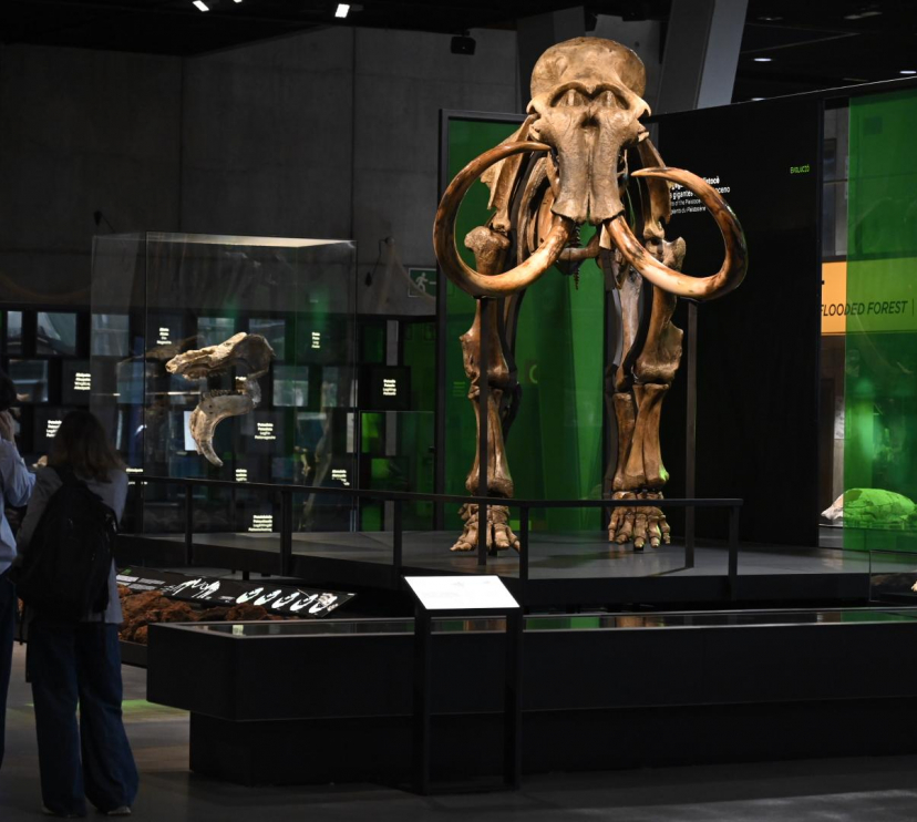 Dos visitantes admiran el esqueleto de mamut lanudo en el Museo de la Ciencia CosmoCaixa.