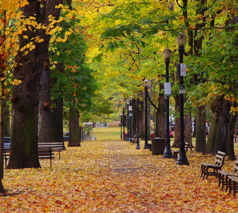 Árboles en la ciudad de Portland. © LO Kin-hei. Shutterstock.