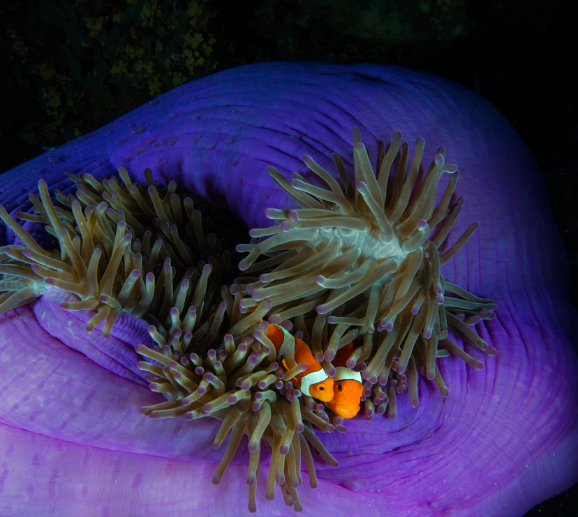 Dos peixos pallassos es refugien a l’anemone que els fa d’hoste a Tubbataha.Tubbataha, Filipines . © Jennifer Hayes / National Geographic.