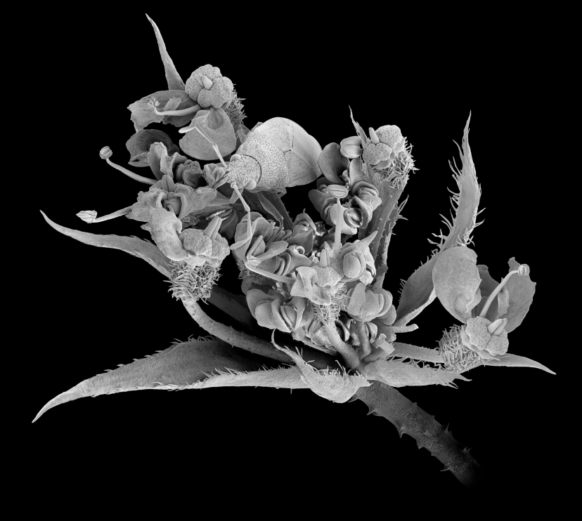 Un insecto del orden de los hemípteros, camuflado entre las hojas, pétalos, pistilos y estambres de una planta con flor procedente de la costa adriática de Croacia. El insecto utiliza órganos bucales perforantes y succionadores para extraer la savia de las plantas.