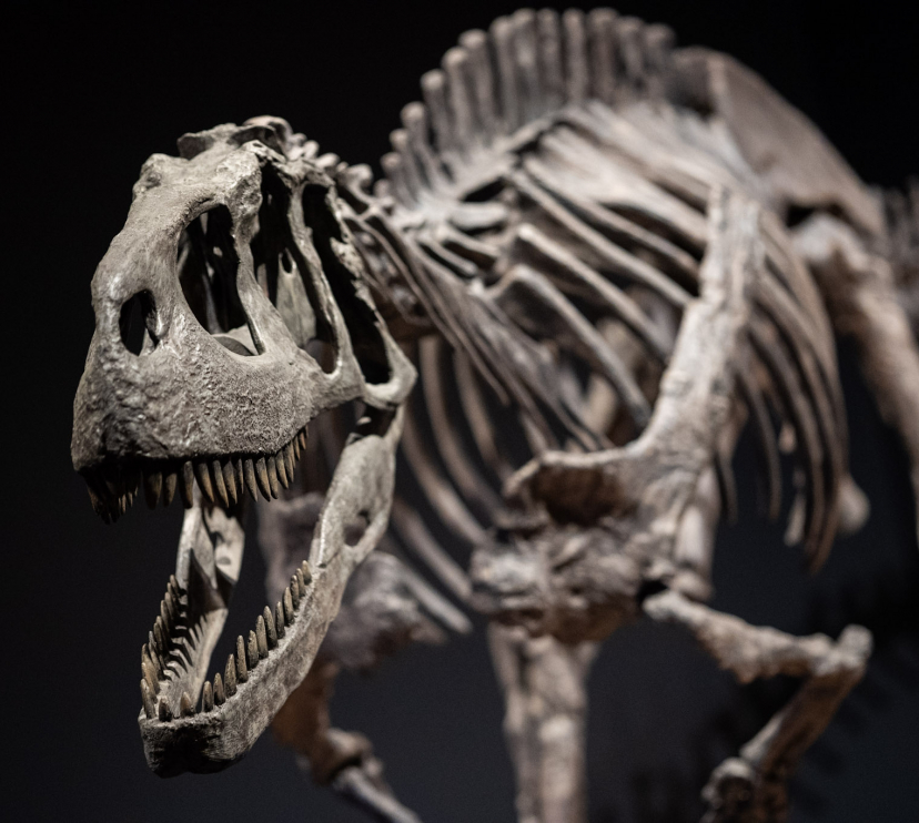 Rèplica de Eoabelisaurus mefi.