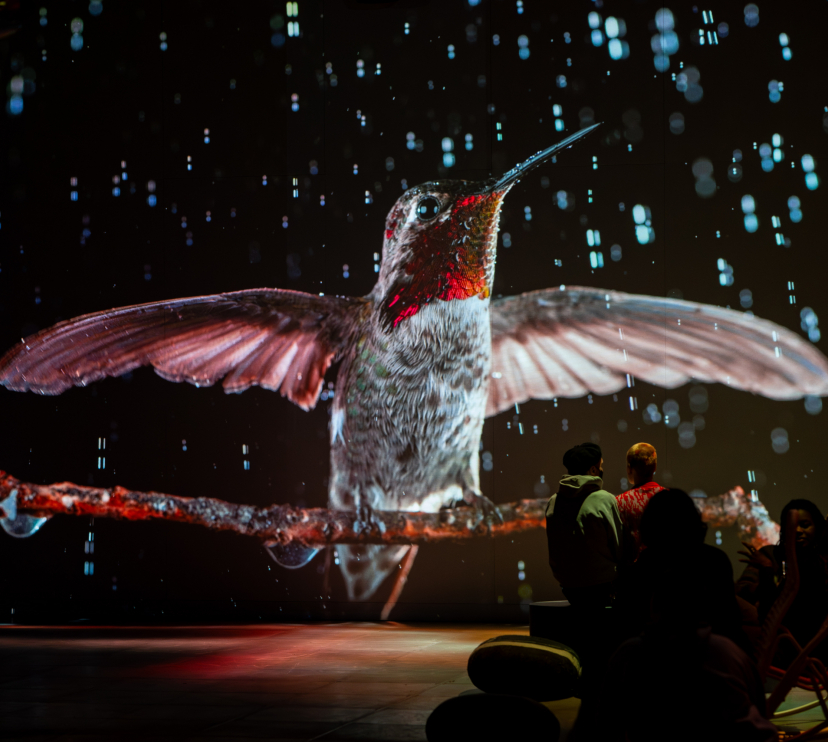 Visitants a l'experiència immersiva «Som natura».