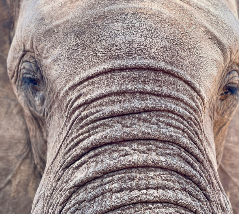  Imatge del documental «Kaza. L’últim refugi d’elefants», conduït pel periodista Xavier Aldekoa.