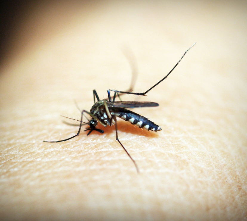 Picadura de mosquito.