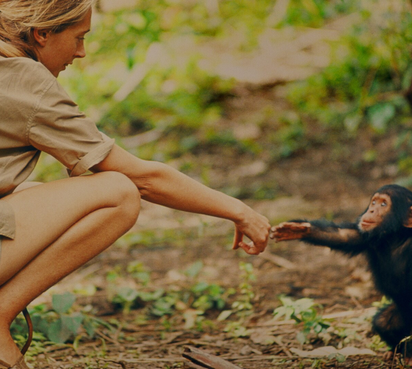 Imagen del documental sobre Jane Goodall