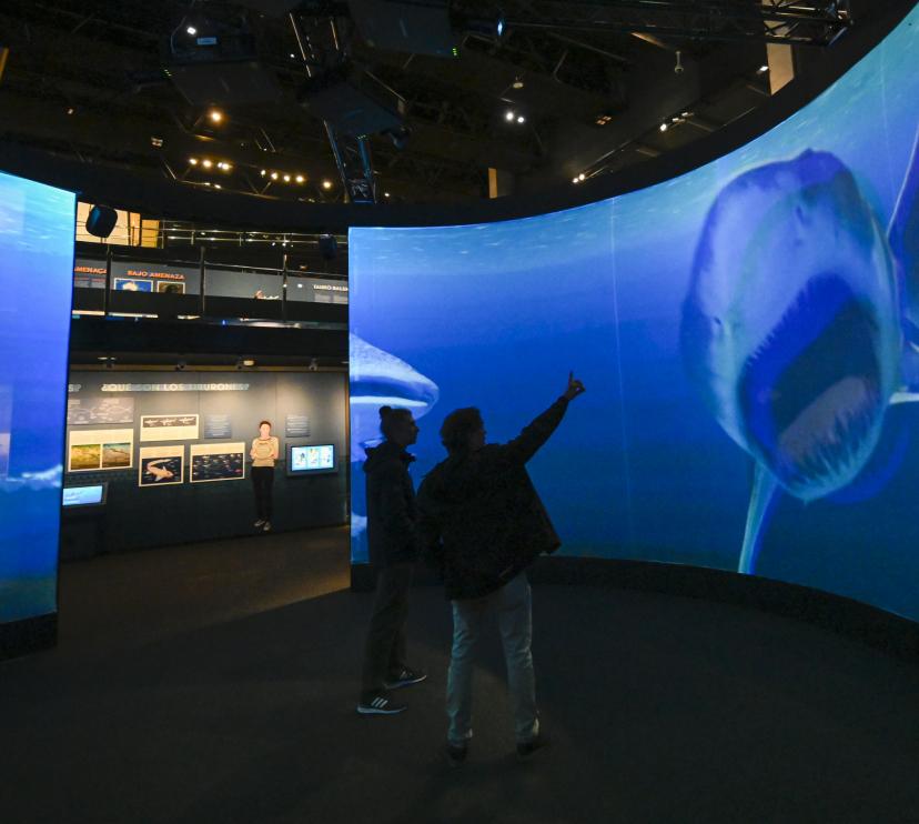 Dos visitants observen un tauró a l'oceanari digital.