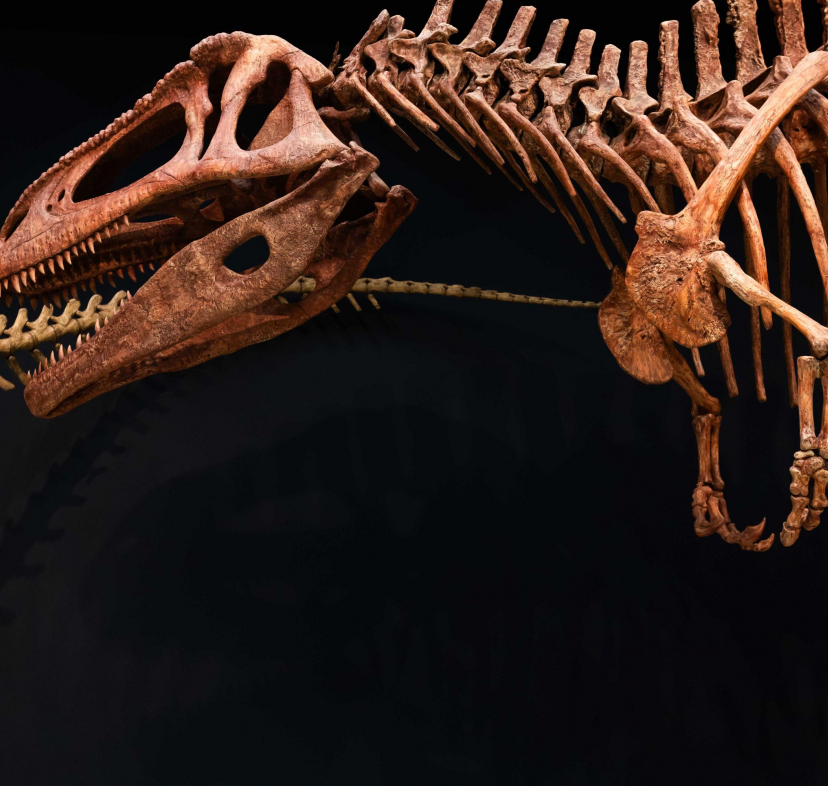Rèplica de «Tyrannotitan chubutensis» exposat a Dinosaures de la Patagònia. 