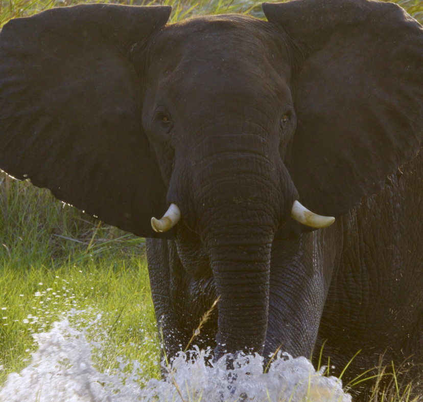 Imagen del documental Discovering Angola. 