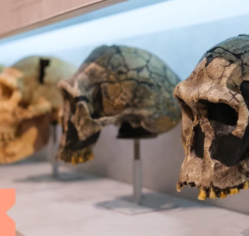 Imatge de la conferència Paleoantropologia de la xenofòbia, al Palau Macaya.