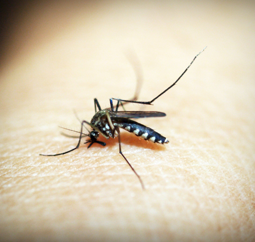 Picadura de mosquit.